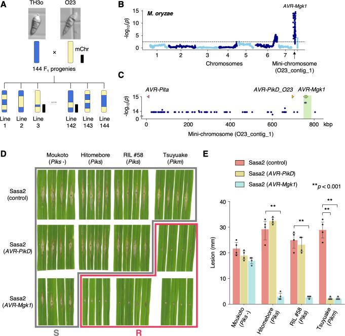 https://cdn.ncbi.nlm.nih.gov/pmc/blobs/e911/9851567/a55634496029/pbio.3001945.g004.jpg