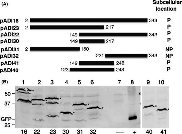 https://cdn.ncbi.nlm.nih.gov/pmc/blobs/e914/4234268/11f4736895c6/mbo30003-0793-f5.jpg