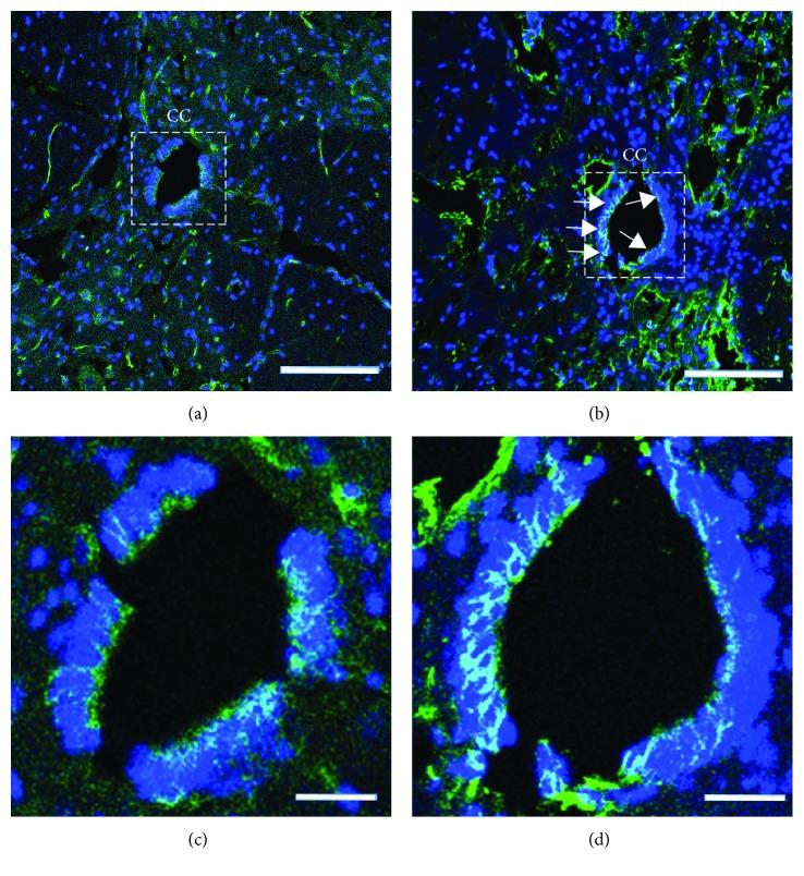 https://cdn.ncbi.nlm.nih.gov/pmc/blobs/e91a/6525819/88a6c69fee20/SCI2019-1958631.001.jpg