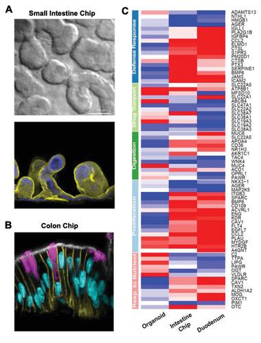 https://cdn.ncbi.nlm.nih.gov/pmc/blobs/e91c/7675190/74560a6af84a/ADVS-7-2002030-g003.jpg