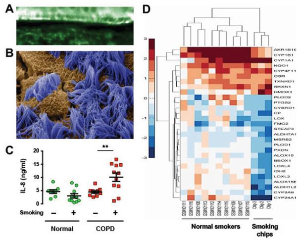 https://cdn.ncbi.nlm.nih.gov/pmc/blobs/e91c/7675190/9658ca19c5d7/ADVS-7-2002030-g002.jpg