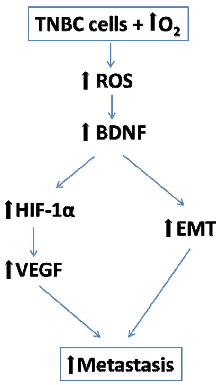 https://cdn.ncbi.nlm.nih.gov/pmc/blobs/e91d/7140073/11fd64fc9d4c/cancers-12-00688-g012.jpg