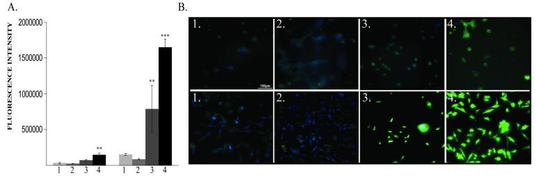 https://cdn.ncbi.nlm.nih.gov/pmc/blobs/e91d/7140073/71d6d1ecbc23/cancers-12-00688-g003.jpg