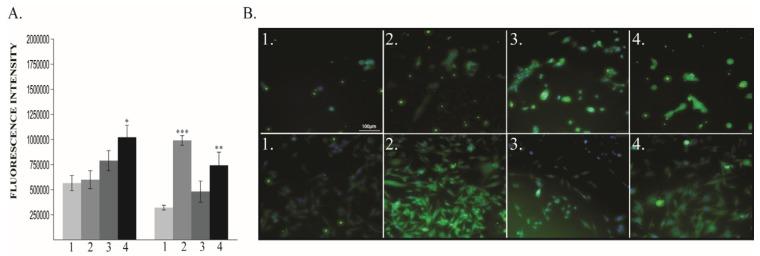 https://cdn.ncbi.nlm.nih.gov/pmc/blobs/e91d/7140073/e61fbdbf0549/cancers-12-00688-g007.jpg