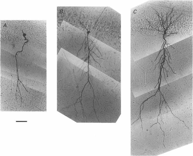 https://cdn.ncbi.nlm.nih.gov/pmc/blobs/e91e/1160995/f3aacb052b50/jphysiol00386-0141-a.jpg