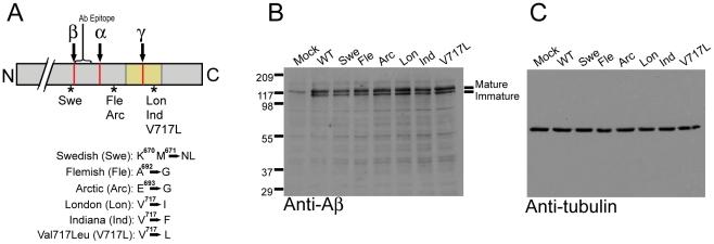 https://cdn.ncbi.nlm.nih.gov/pmc/blobs/e925/2916833/b7bd4d820aac/pone.0011992.g001.jpg