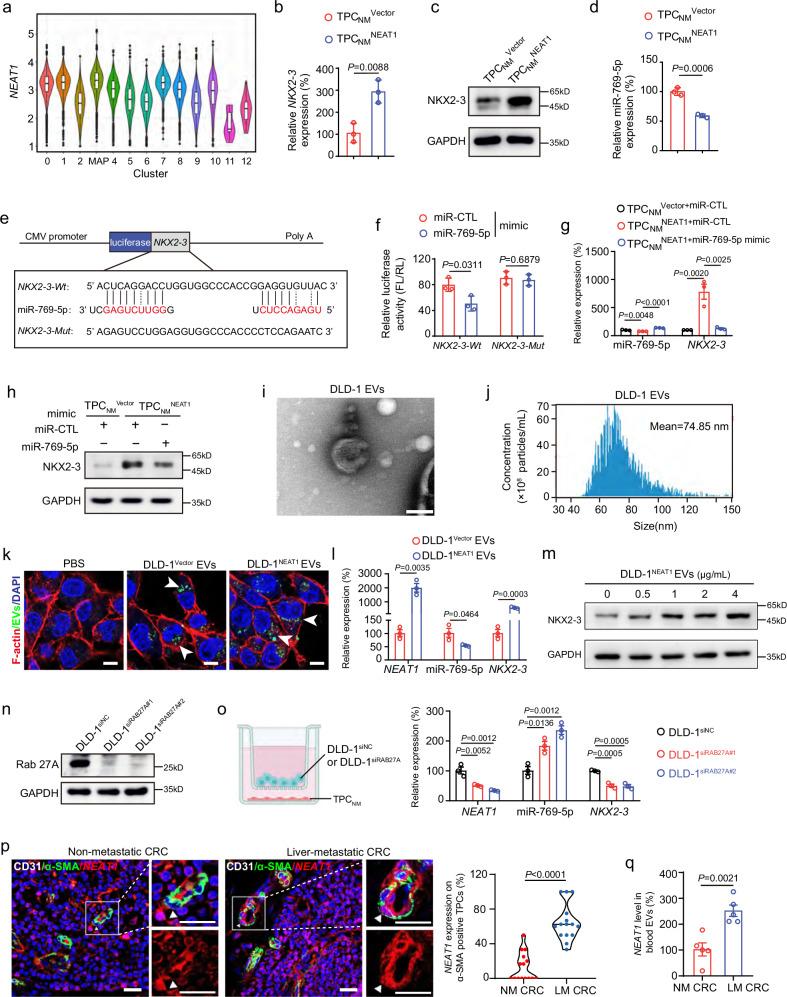 https://cdn.ncbi.nlm.nih.gov/pmc/blobs/e928/12318036/76c56bf7e545/41467_2025_62475_Fig6_HTML.jpg