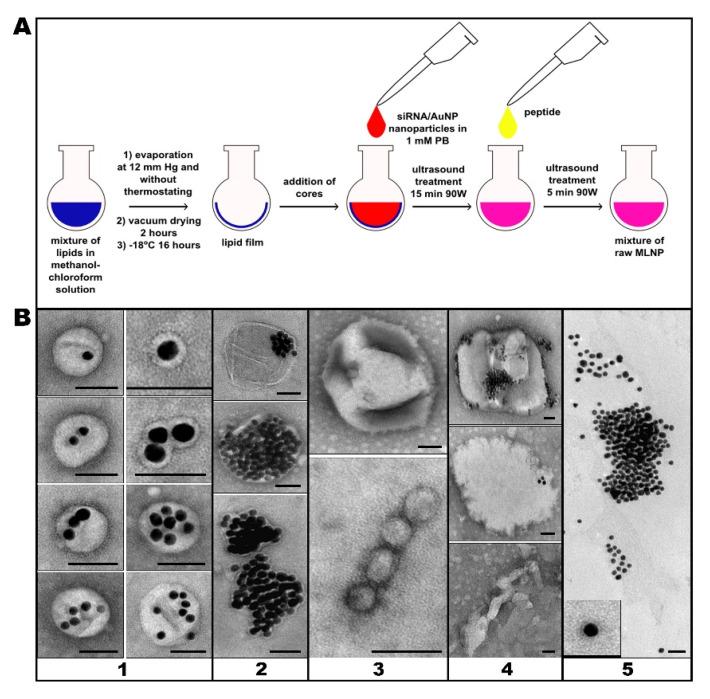 https://cdn.ncbi.nlm.nih.gov/pmc/blobs/e929/8624966/33378fa90a21/nanomaterials-11-02775-g003.jpg