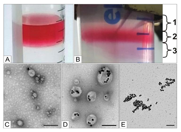 https://cdn.ncbi.nlm.nih.gov/pmc/blobs/e929/8624966/343fcd82612f/nanomaterials-11-02775-g010.jpg