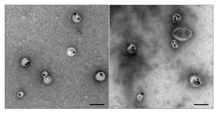 https://cdn.ncbi.nlm.nih.gov/pmc/blobs/e929/8624966/7b6d5fb88b8b/nanomaterials-11-02775-g009.jpg
