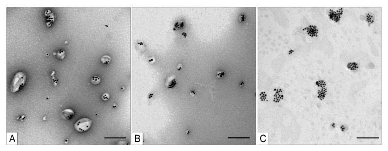 https://cdn.ncbi.nlm.nih.gov/pmc/blobs/e929/8624966/aaca227a1fd4/nanomaterials-11-02775-g008.jpg