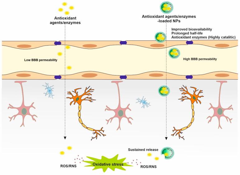 https://cdn.ncbi.nlm.nih.gov/pmc/blobs/e92b/10669285/2e50f620d549/biomedicines-11-03010-g003.jpg
