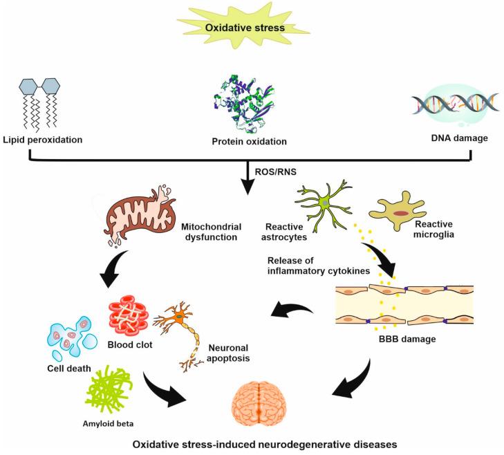 https://cdn.ncbi.nlm.nih.gov/pmc/blobs/e92b/10669285/6d52cbe1cdfe/biomedicines-11-03010-g002.jpg
