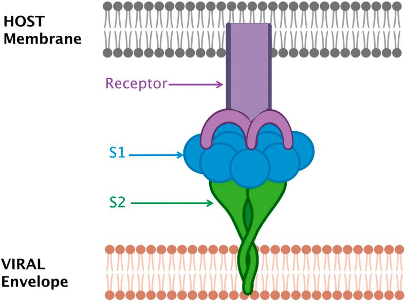 https://cdn.ncbi.nlm.nih.gov/pmc/blobs/e92c/7764473/89a3a0347bcf/gr1_lrg.jpg