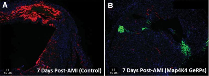 https://cdn.ncbi.nlm.nih.gov/pmc/blobs/e933/7757732/906ea3791fb4/biores.2020.0037_figure6.jpg