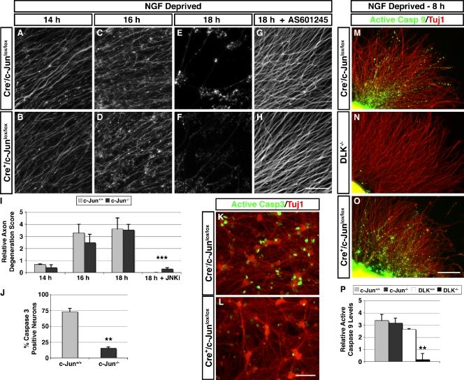 https://cdn.ncbi.nlm.nih.gov/pmc/blobs/e934/3171129/ec313e2075f5/JCB_201103153_RGB_Fig6.jpg