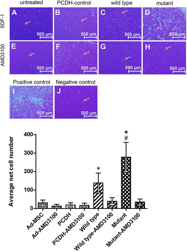 https://cdn.ncbi.nlm.nih.gov/pmc/blobs/e942/8647223/1cc2c44723da/10.1177_09636897211054498-fig3.jpg