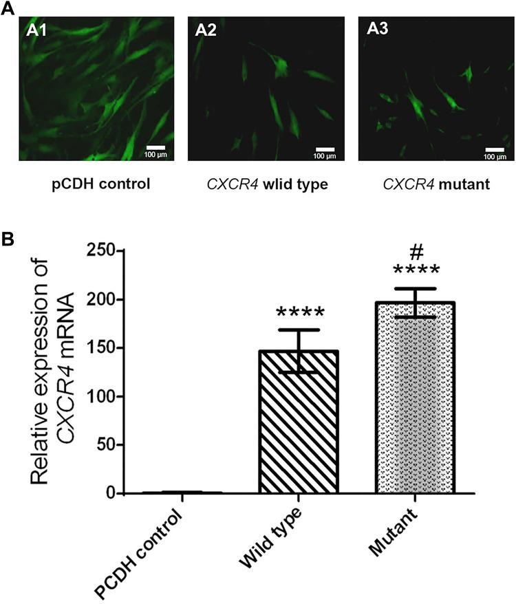 https://cdn.ncbi.nlm.nih.gov/pmc/blobs/e942/8647223/fbbebb88a10b/10.1177_09636897211054498-fig2.jpg