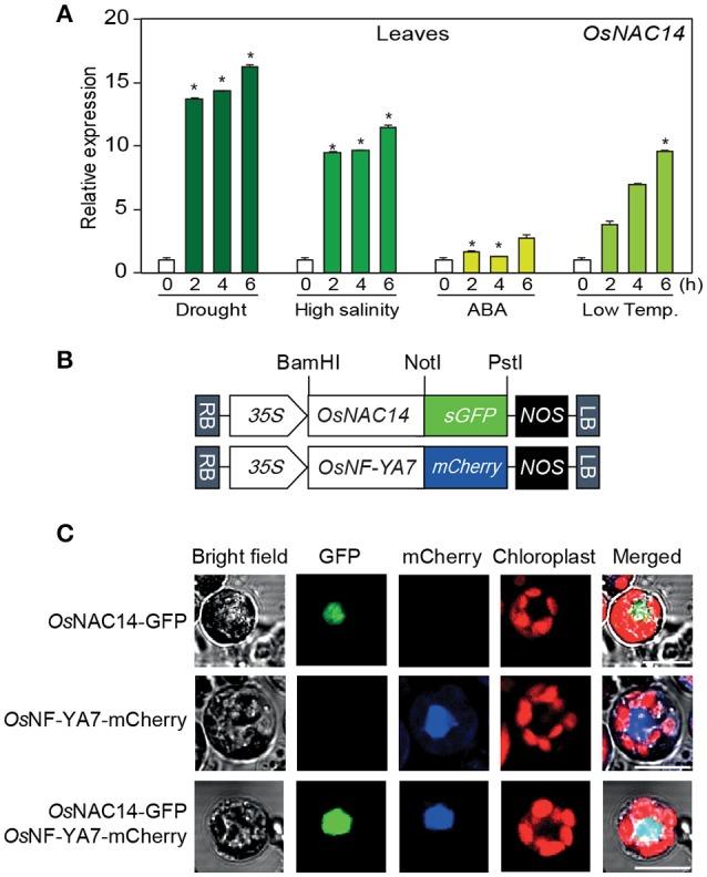 https://cdn.ncbi.nlm.nih.gov/pmc/blobs/e943/5855183/51db1650c523/fpls-09-00310-g0001.jpg