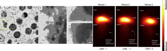 https://cdn.ncbi.nlm.nih.gov/pmc/blobs/e944/12045021/915d7b1a2c90/nn5c00700_0009.jpg