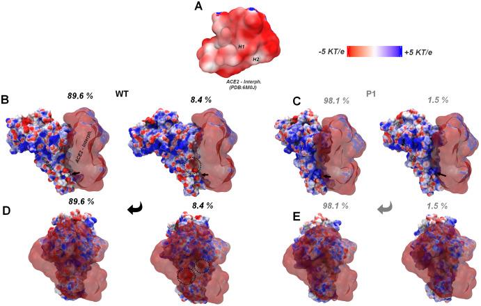 https://cdn.ncbi.nlm.nih.gov/pmc/blobs/e949/8953562/a126f8ba48e3/peerj-10-13099-g006.jpg