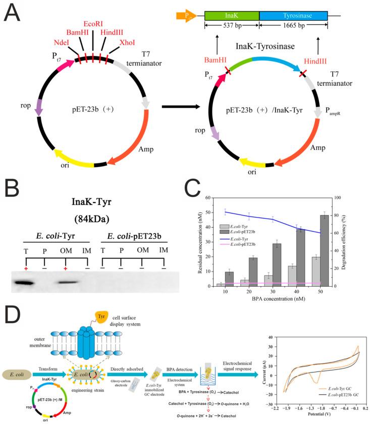 https://cdn.ncbi.nlm.nih.gov/pmc/blobs/e94a/12109524/15810e5800f0/biosensors-15-00290-g015.jpg