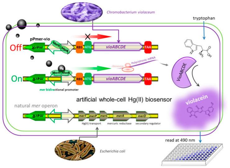 https://cdn.ncbi.nlm.nih.gov/pmc/blobs/e94a/12109524/960c4f7dd321/biosensors-15-00290-g011.jpg