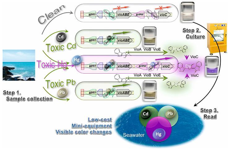 https://cdn.ncbi.nlm.nih.gov/pmc/blobs/e94a/12109524/efce1a255a63/biosensors-15-00290-g010.jpg