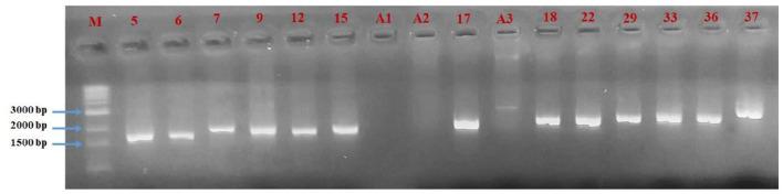 https://cdn.ncbi.nlm.nih.gov/pmc/blobs/e94f/9019392/f886e9567820/10.1177_11786361221088991-fig3.jpg