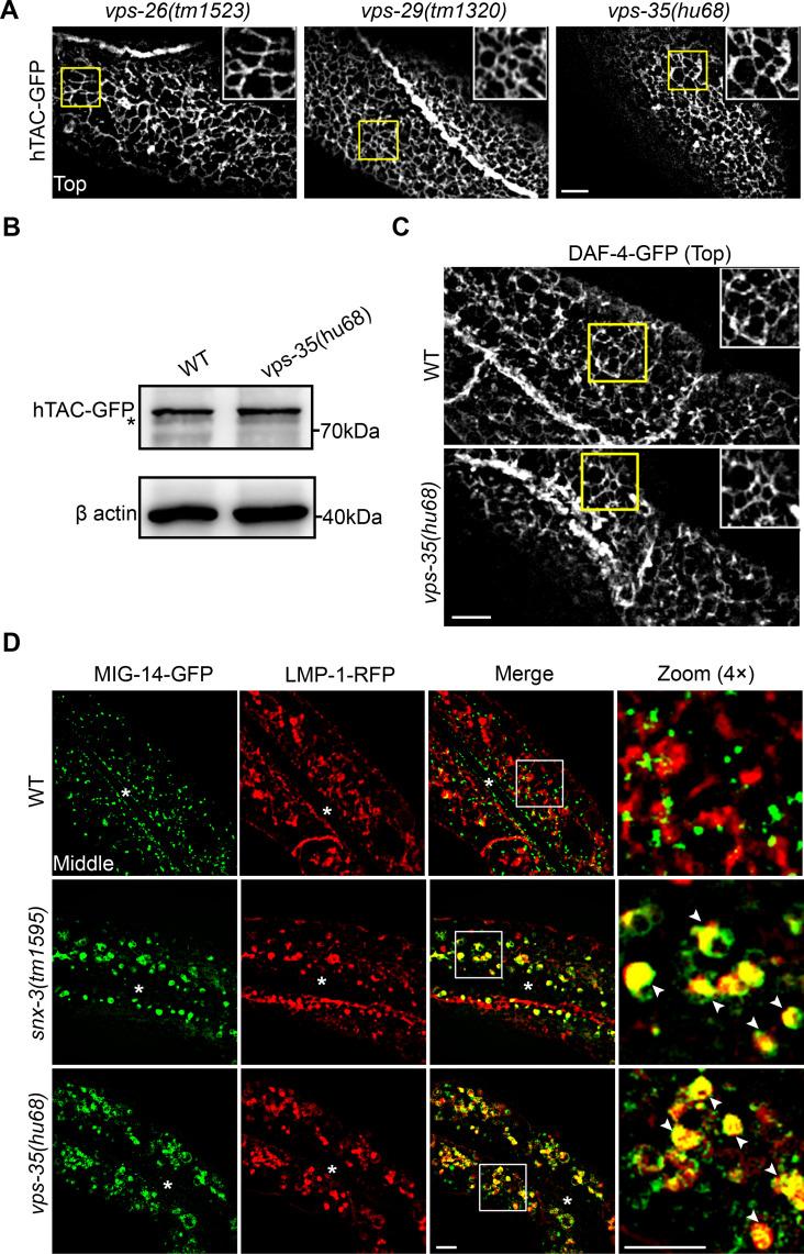 https://cdn.ncbi.nlm.nih.gov/pmc/blobs/e953/8219167/d68afbdfd7e1/pgen.1009607.g005.jpg
