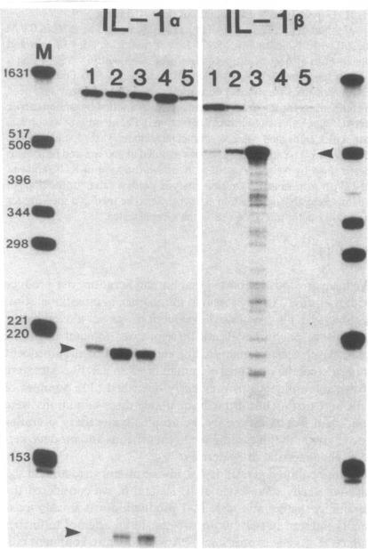 https://cdn.ncbi.nlm.nih.gov/pmc/blobs/e955/442255/7eaa99c87c99/jcinvest00092-0160-a.jpg