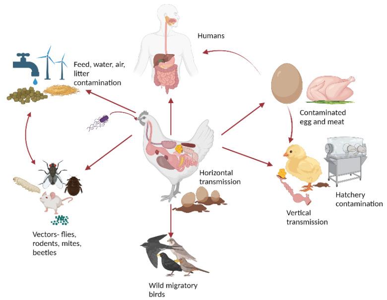 https://cdn.ncbi.nlm.nih.gov/pmc/blobs/e956/10672927/5f5ba554c1b2/microorganisms-11-02814-g001.jpg