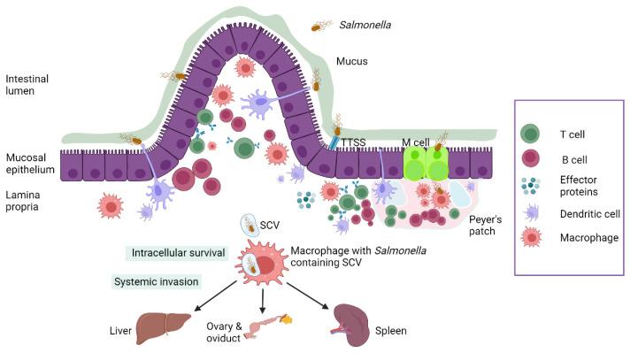 https://cdn.ncbi.nlm.nih.gov/pmc/blobs/e956/10672927/d48dfbcea472/microorganisms-11-02814-g002.jpg