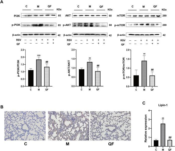 https://cdn.ncbi.nlm.nih.gov/pmc/blobs/e959/8672039/a440a57eff27/fphar-12-777689-g006.jpg