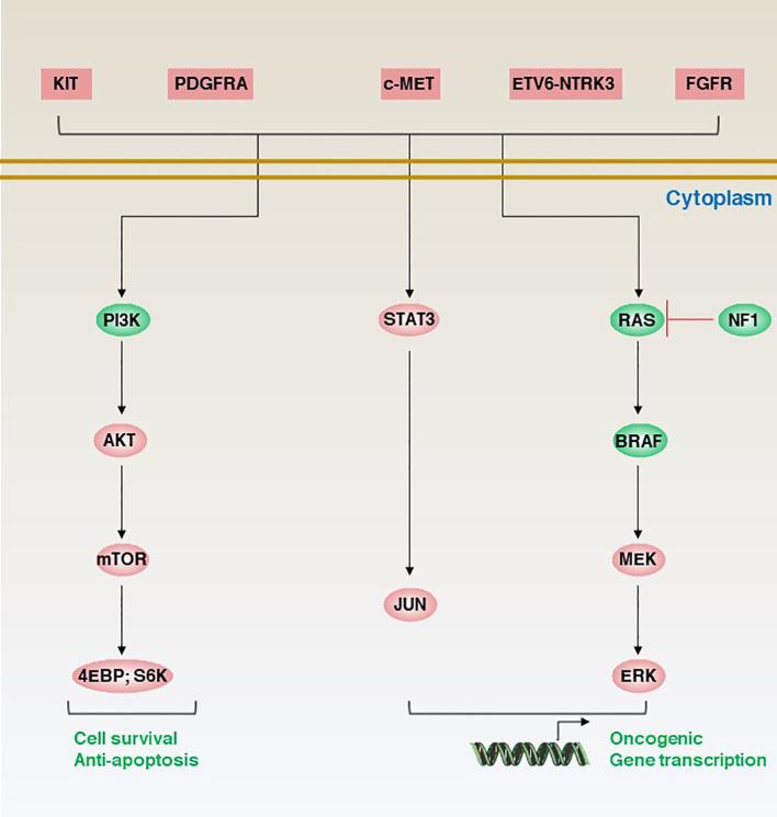 https://cdn.ncbi.nlm.nih.gov/pmc/blobs/e95a/11272528/9e400d9a1cb5/fonc-14-1405727-g002.jpg