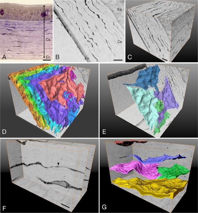 https://cdn.ncbi.nlm.nih.gov/pmc/blobs/e95a/6474876/4a0fe0a5508d/41598_2019_42758_Fig4_HTML.jpg
