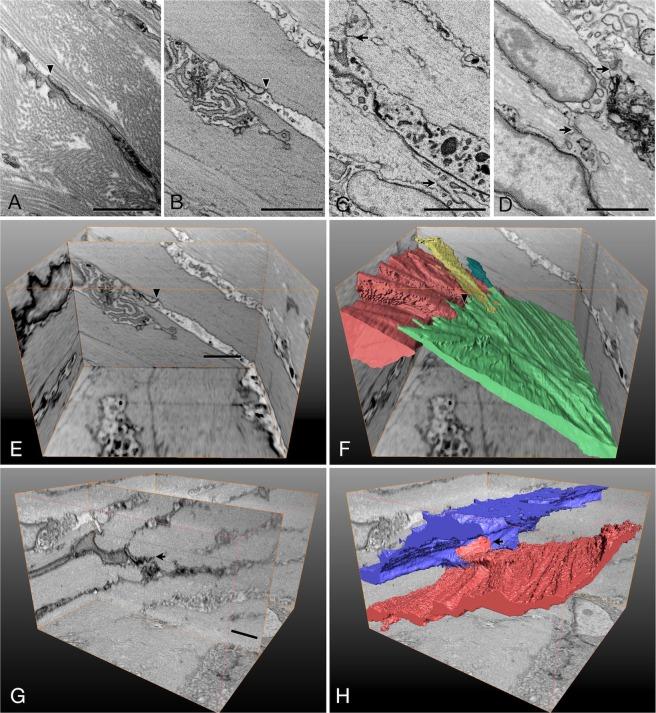 https://cdn.ncbi.nlm.nih.gov/pmc/blobs/e95a/6474876/e268fd20b8c9/41598_2019_42758_Fig3_HTML.jpg