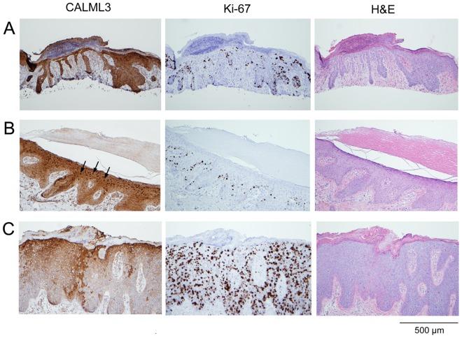 https://cdn.ncbi.nlm.nih.gov/pmc/blobs/e95d/3630146/10d4660c1f47/pone.0062347.g002.jpg