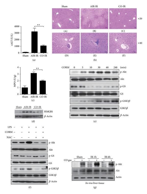 https://cdn.ncbi.nlm.nih.gov/pmc/blobs/e95d/3880761/0991bdf0d215/OXIMED2013-306421.001.jpg