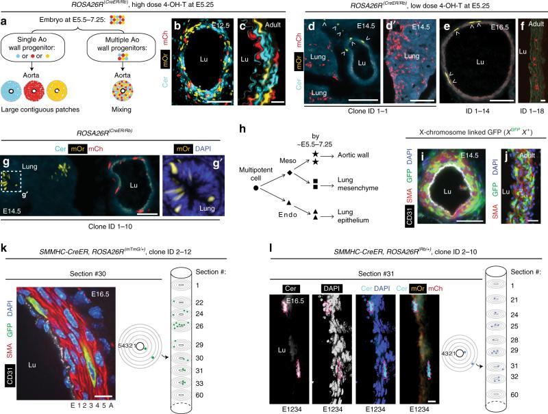 https://cdn.ncbi.nlm.nih.gov/pmc/blobs/e95d/5970166/4093e5d749c6/41467_2018_4447_Fig1_HTML.jpg