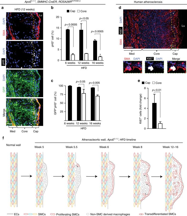 https://cdn.ncbi.nlm.nih.gov/pmc/blobs/e95d/5970166/58348208a1ac/41467_2018_4447_Fig4_HTML.jpg