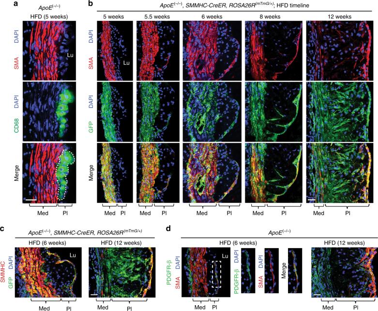 https://cdn.ncbi.nlm.nih.gov/pmc/blobs/e95d/5970166/f534def454d7/41467_2018_4447_Fig3_HTML.jpg
