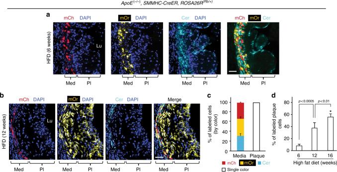 https://cdn.ncbi.nlm.nih.gov/pmc/blobs/e95d/5970166/fc354f1f4350/41467_2018_4447_Fig2_HTML.jpg