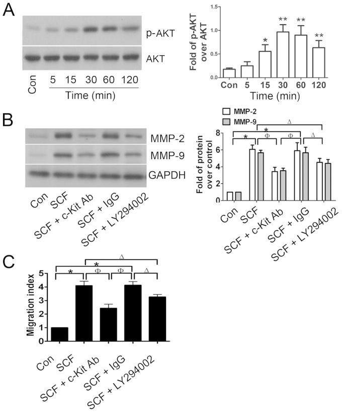 https://cdn.ncbi.nlm.nih.gov/pmc/blobs/e964/4072340/2316f348b618/IJMM-34-01-0112-g03.jpg