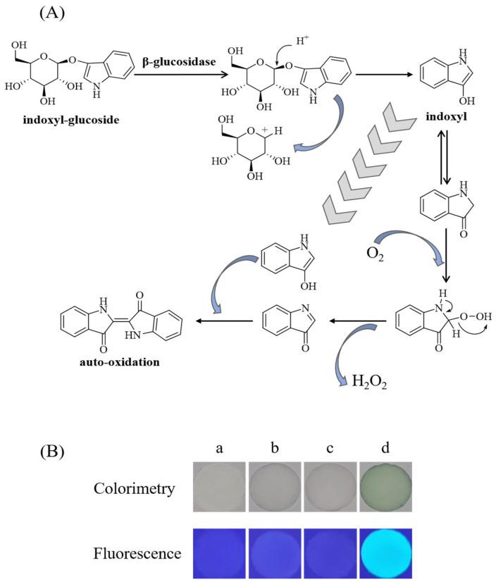 https://cdn.ncbi.nlm.nih.gov/pmc/blobs/e967/9599113/a8a16df10003/biosensors-12-00893-g003.jpg