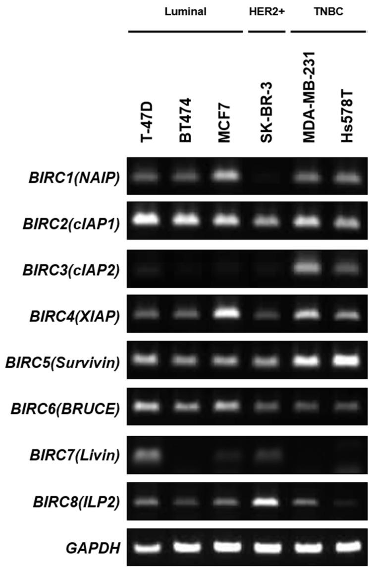 https://cdn.ncbi.nlm.nih.gov/pmc/blobs/e968/5667998/2090ee7256fe/oncotarget-08-78781-g001.jpg