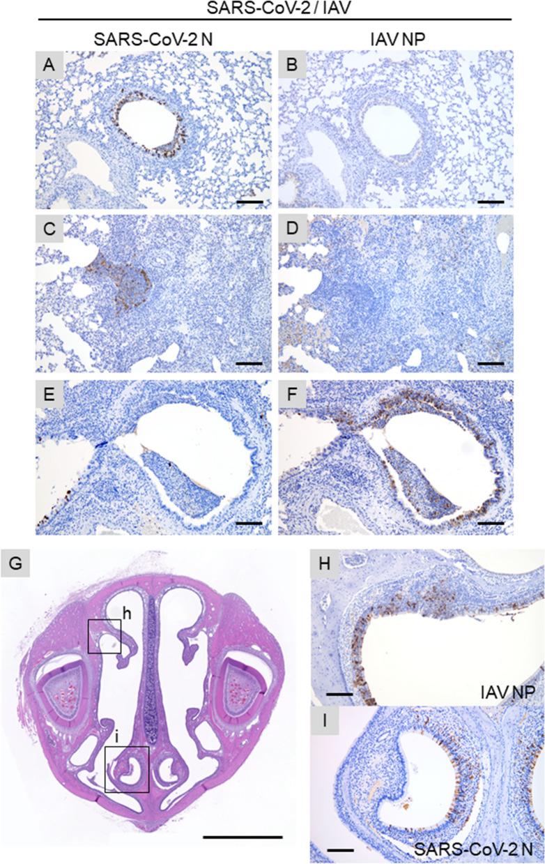 https://cdn.ncbi.nlm.nih.gov/pmc/blobs/e969/8553868/125b3bd618bb/41598_2021_809_Fig5_HTML.jpg