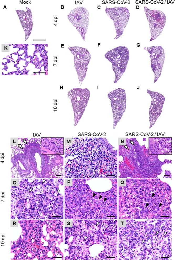 https://cdn.ncbi.nlm.nih.gov/pmc/blobs/e969/8553868/41dc866b4ae9/41598_2021_809_Fig3_HTML.jpg