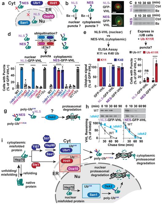 https://cdn.ncbi.nlm.nih.gov/pmc/blobs/e96a/6707801/4fd6301c9bff/nihms-1006259-f0004.jpg