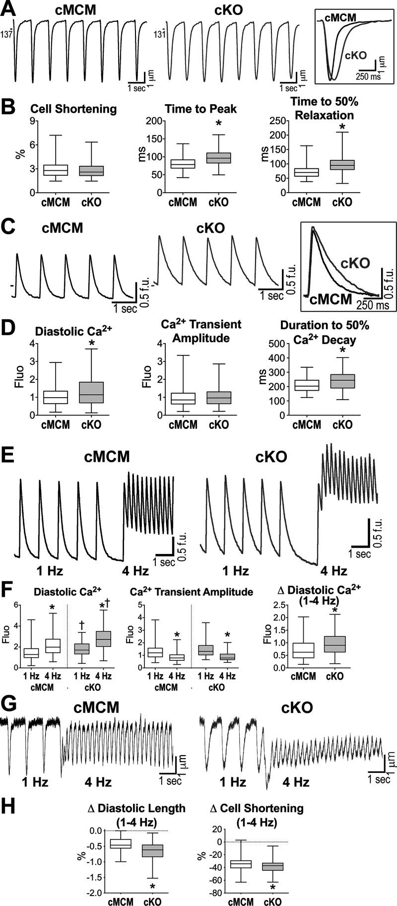 https://cdn.ncbi.nlm.nih.gov/pmc/blobs/e96a/9076421/d0170379031a/ajpheart.00465.2021_f005.jpg